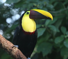Toucan